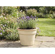 Lavendel in een pot in de tuin