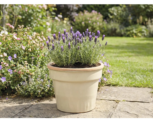 Lavendel in een pot in de tuin