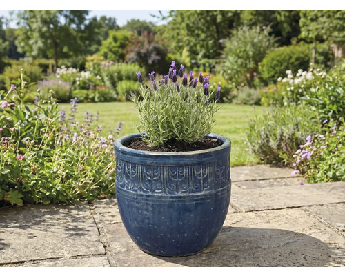 Lavendel in een decoratieve bloempot in de tuin