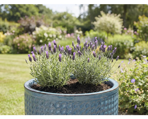 Lavendel in blauwe pot in de tuin
