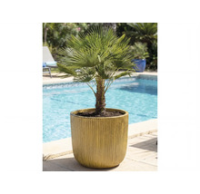 Hennep palm in pot naast een zwembad
