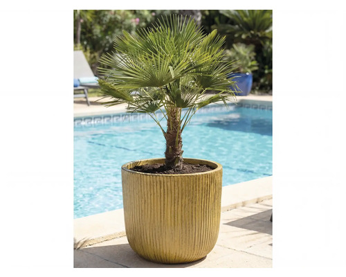 Hennep palm in pot naast een zwembad