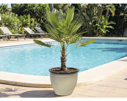 Hennep palm in een pot bij het zwembad