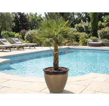 Hennep palm in pot naast een zwembad