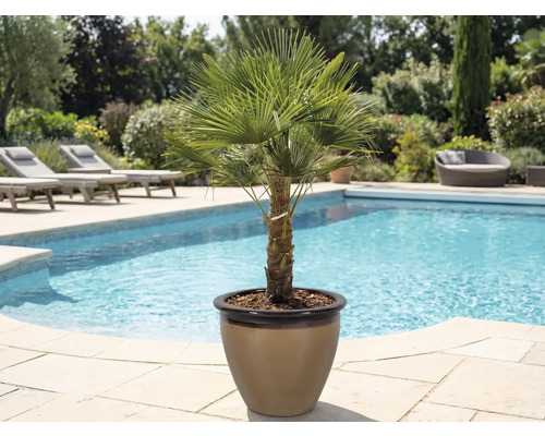 Hennep palm in pot naast een zwembad