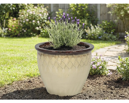 Keramische plantenpot met lavendel in de tuin