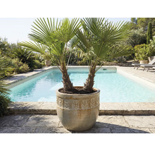 Twee palmen in een plantenbak naast een zwembad