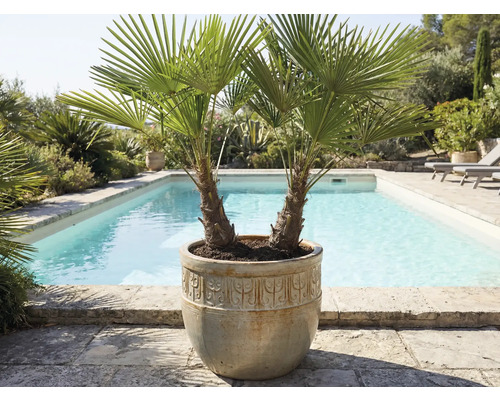 Twee palmen in een plantenbak naast een zwembad