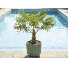 Hennep palm in pot bij het zwembad