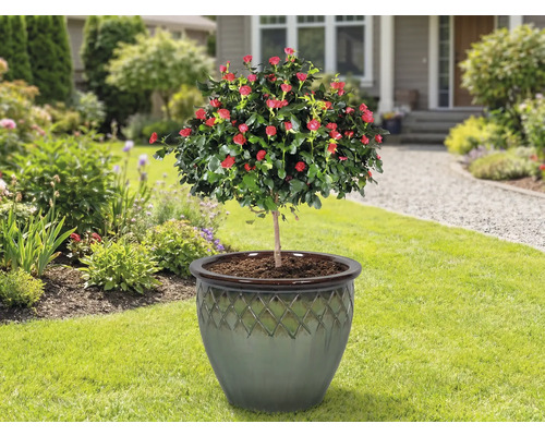 Rozenboompje in plantenbak op een gazon