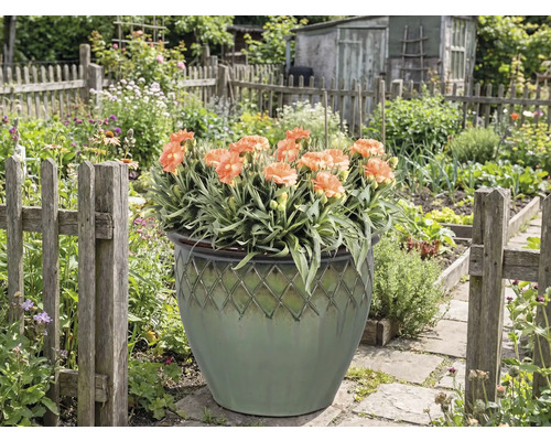 Decoratieve bloempot met anjers in een tuin.