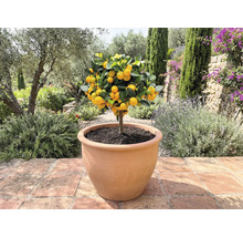 Mandarijnboom in plantenbak voor buiten