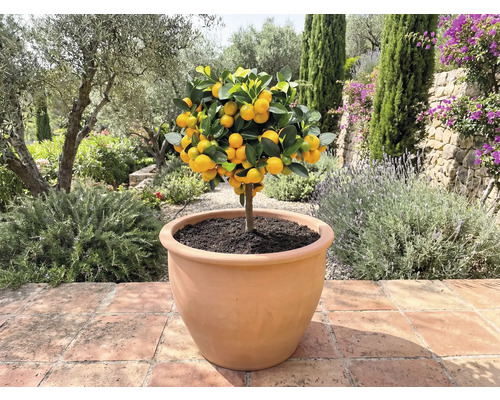Mandarijnboom in plantenbak voor buiten