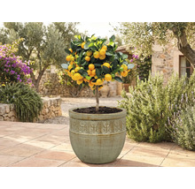 Koeienboom in pot in de tuin