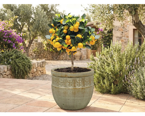 Koeienboom in pot in de tuin