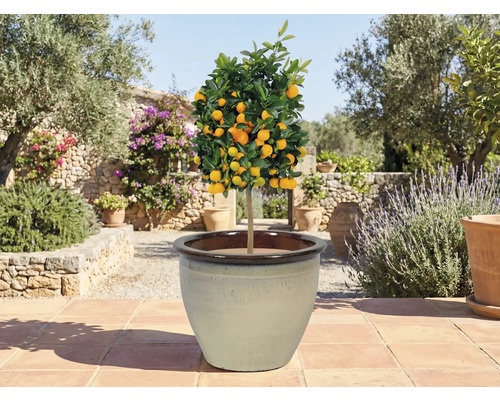 Citrusboom in pot op een terras