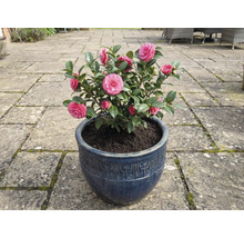 Camelia in blauwe pot met roze bloemen