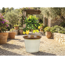 Citroenboom in een pot buitenshuis