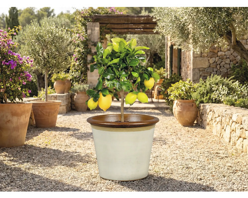 Citroenboom in een pot buitenshuis