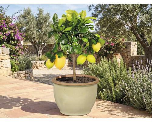 Citroenboom in pot met rijpe vruchten voor de tuin of het terras