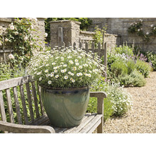 Tuinlandschap met madeliefjes in pot op een bank
