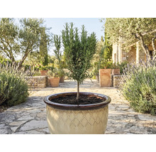 Rozemarijnplant in pot voor de tuin of het terras