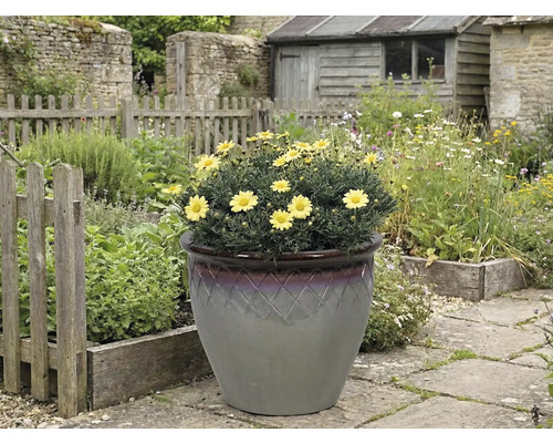 Gele madeliefjes in een decoratieve pot in de tuin.