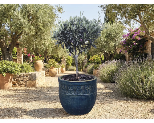 Olijfboom in pot in tuin.