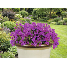 Paarse bougainville in een pot in de tuin