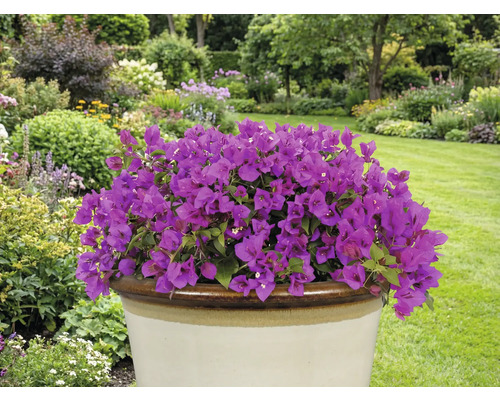 Paarse bougainville in een pot in de tuin