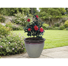 Camelia in plantenbak in de tuin