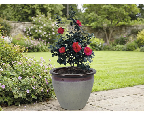 Camelia in plantenbak in de tuin