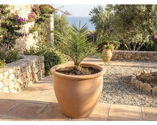 Dadelpalm in terracotta plantenpot voor de tuin