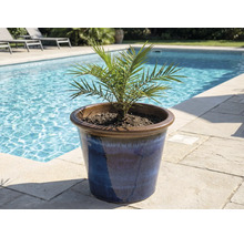 Dadelpalm in blauwe keramische pot bij zwembad