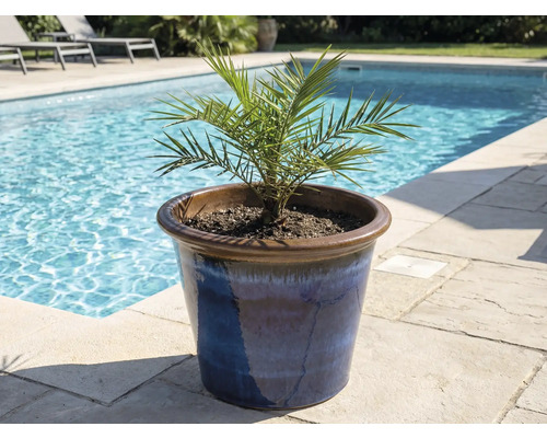 Dadelpalm in blauwe keramische pot bij zwembad