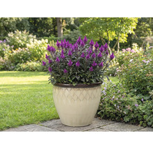 Purperen pluimhanenkam in een pot in de tuin.