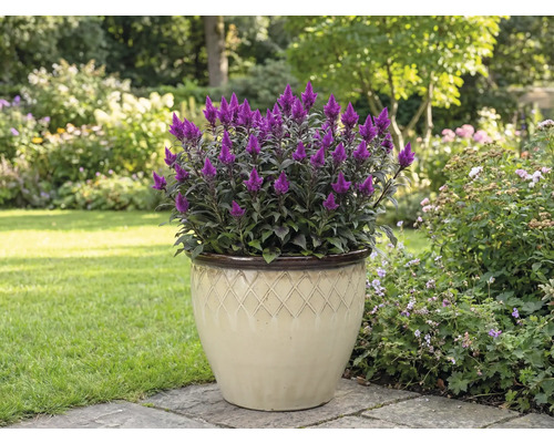 Purperen pluimhanenkam in een pot in de tuin.