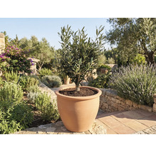 Olijfboom in terracotta pot in tuin