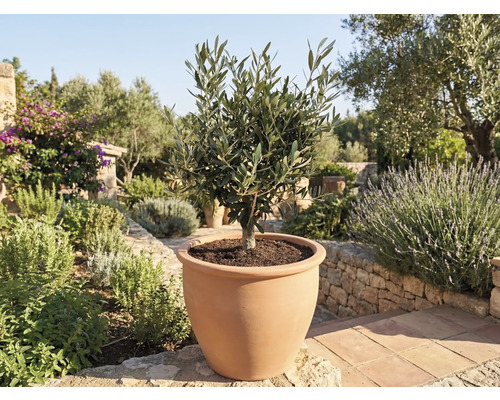 Olijfboom in terracotta pot in tuin