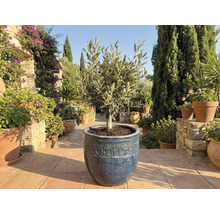 Olijfboom in een pot in de tuin