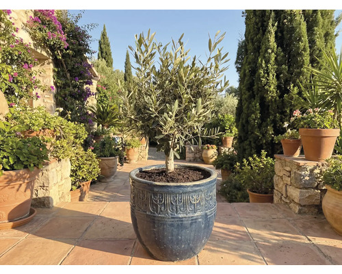 Olijfboom in een pot in de tuin