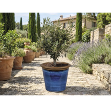 Olijfboom in blauwe keramische pot in de tuin