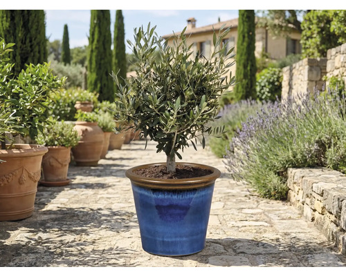 Olijfboom in blauwe keramische pot in de tuin