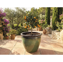 Kumquatboom in pot op terras.