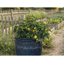 Bloeiende plant in een decoratieve plantenbak in de tuin