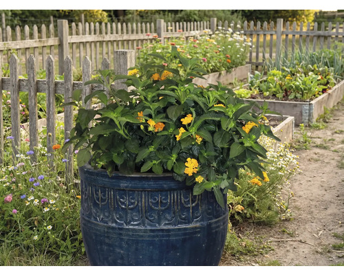 Bloeiende plant in een decoratieve plantenbak in de tuin