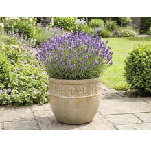 Lavendel in een plantenbak in de tuin