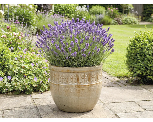 Lavendel in een plantenbak in de tuin