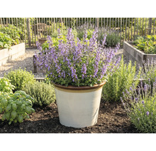 Bloeiende kattenkruid in een pot in de tuin.