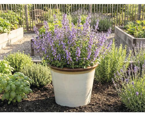 Bloeiende kattenkruid in een pot in de tuin.